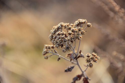 nature outdoors plants