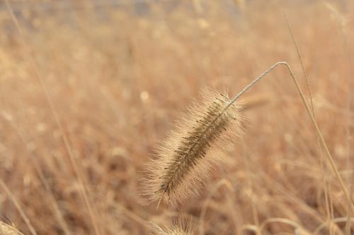 nature outdoors plants