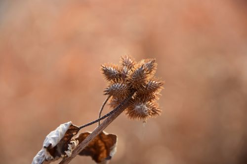 nature outdoors plants