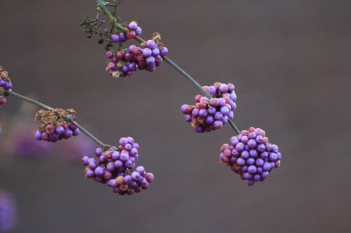 nature plant flower