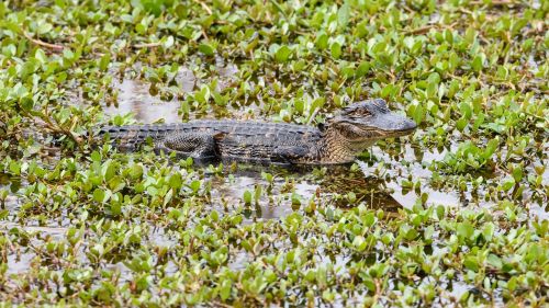 nature reptile animal