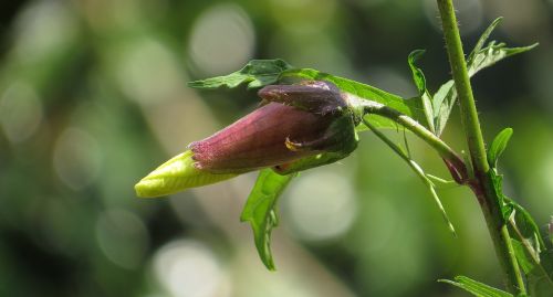 nature leaf plant