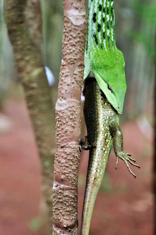 nature reptile lizard