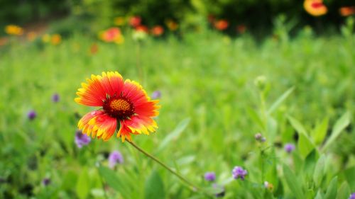 nature flower plant