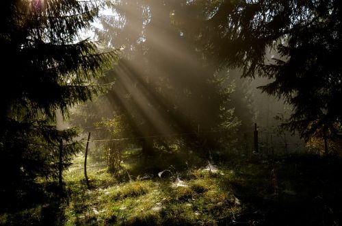 nature tree wood