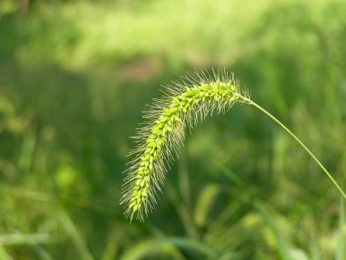 nature summer plants