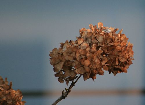 nature plant dry