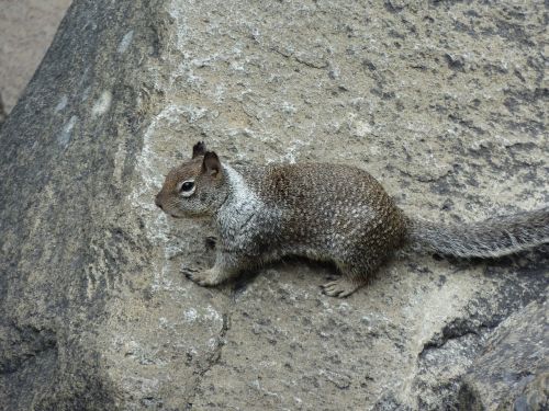 nature grey animal