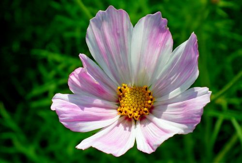 nature summer plant