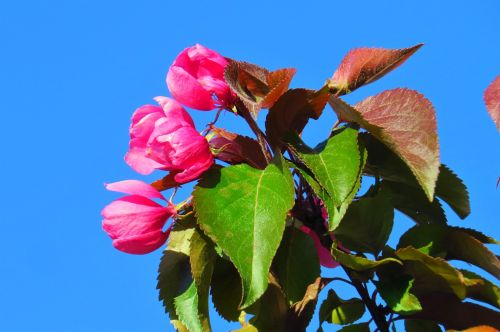 nature leaf plant