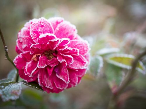 nature flower flora