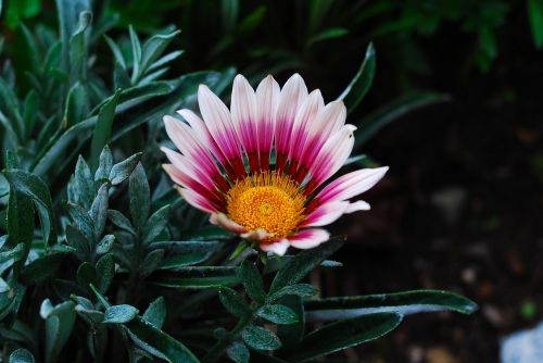 nature plant flower