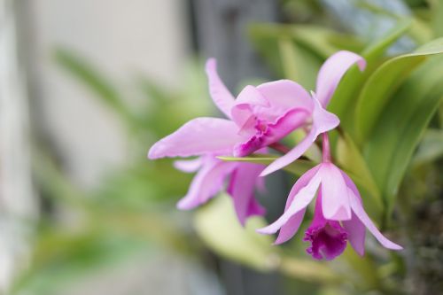 nature flora flower