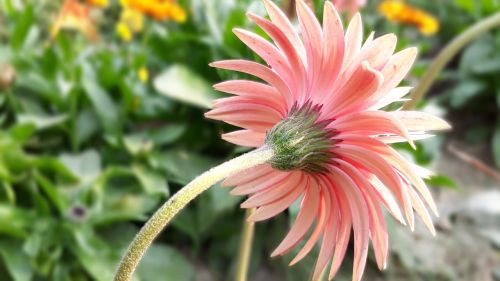 nature flower flora