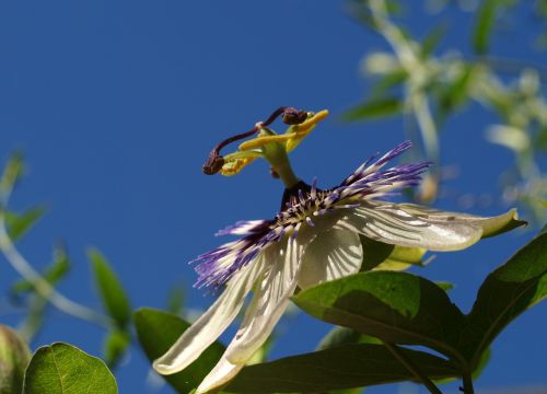 nature flower outdoors