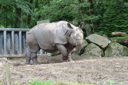 nature zoo rhino
