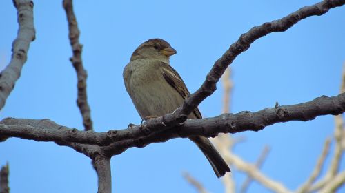 nature birds wildlife