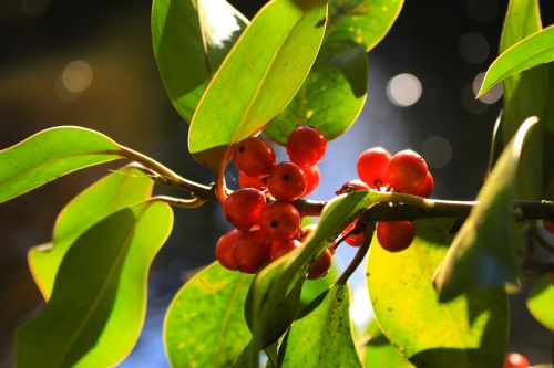 nature fruit tree