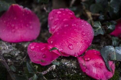 nature plant flower