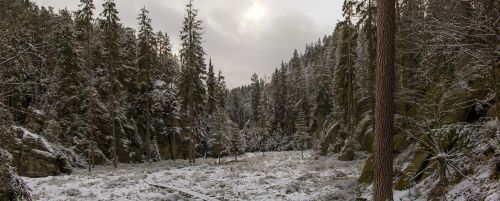 nature snow tree