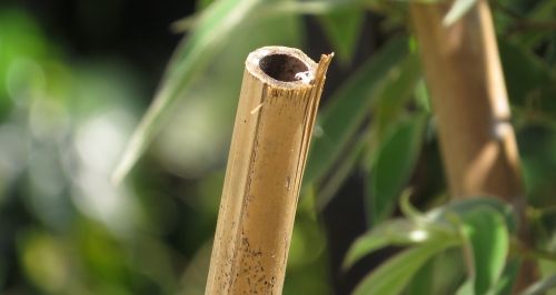 nature leaf plant