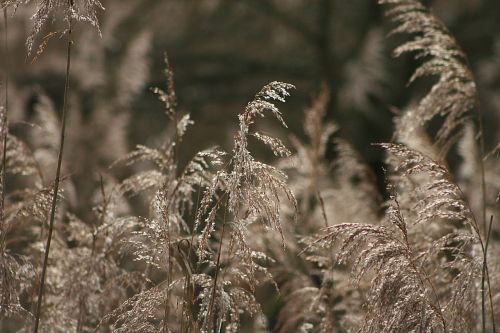 nature season plant