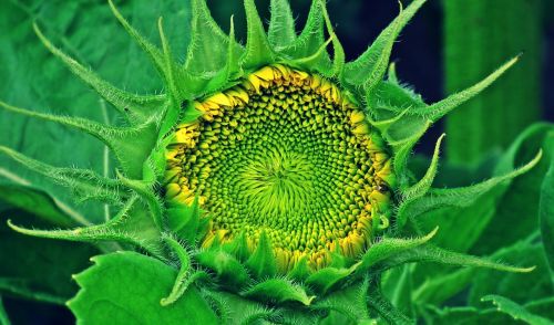 nature sunflower bud