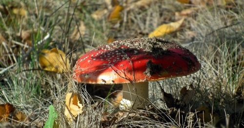 nature at the court of mushroom