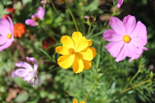 nature flower flora