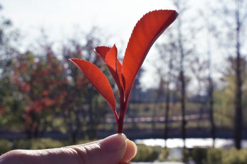 nature outdoor tree