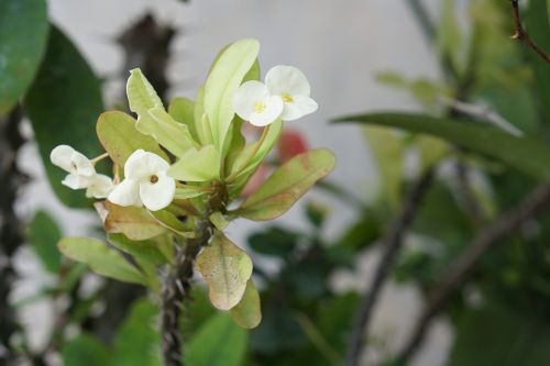 nature flora flower