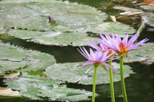 nature lotus water