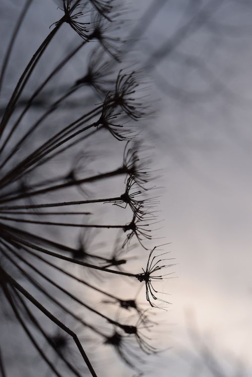 nature dry plant