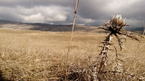 nature dry outdoors