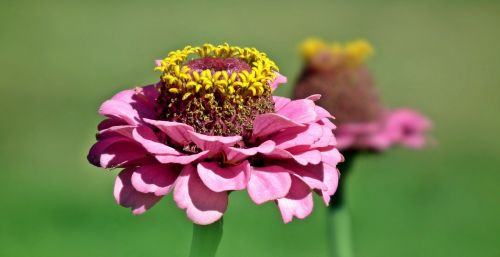 nature flower zinnia