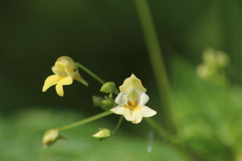 nature flower plant