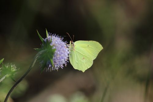 nature insect butterfly