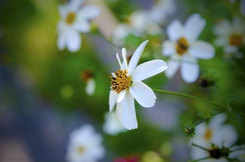 nature flower flora