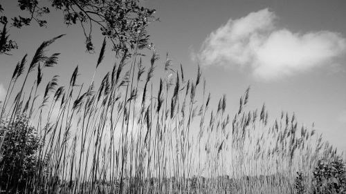 nature grass growth