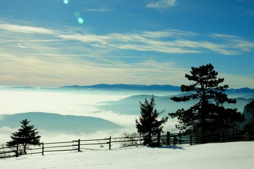 nature tree landscape