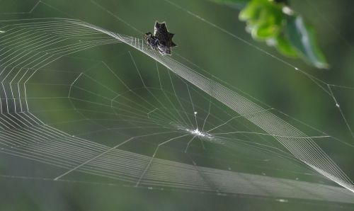 nature rocio spider