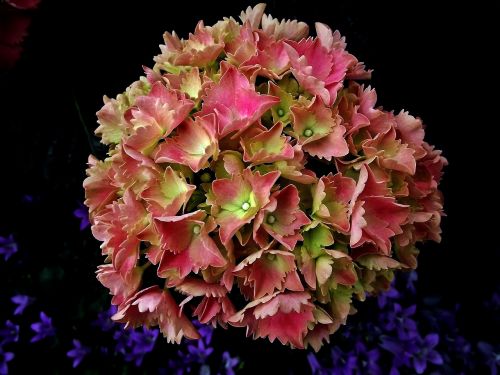 nature flower hydrangea
