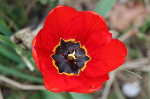 nature flower plant