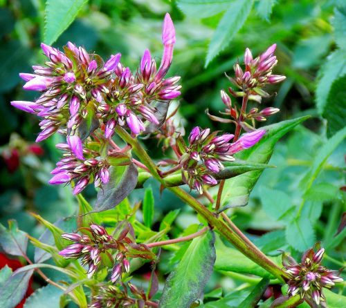 nature flower plant