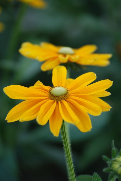 nature flower flora