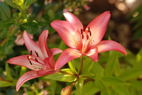 nature flower flora