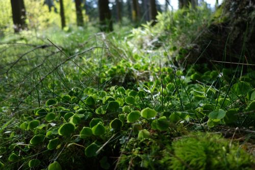 nature plant leaf