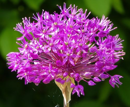 nature flower plant