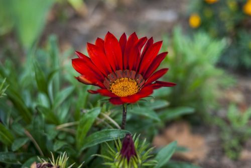 nature plant flower