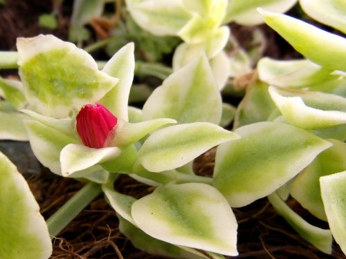 nature plant flower